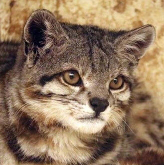 andean mountain cat