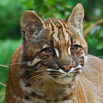 asian golden cat