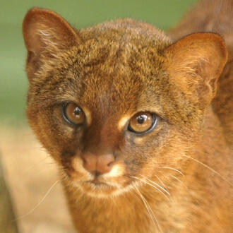 jaguarundi