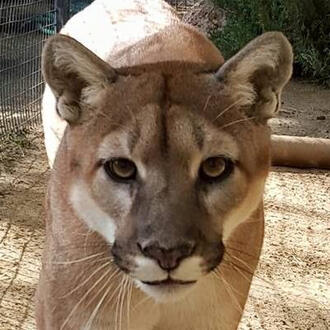 puma