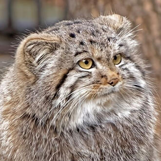 pallas cat