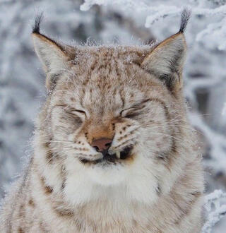 canada lynx