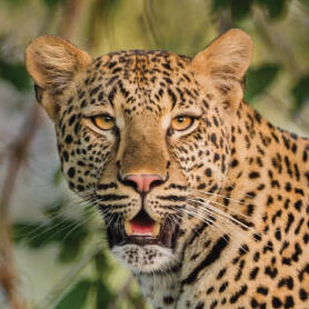 leopard
