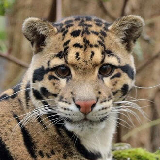 clouded leopard