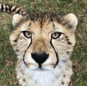 cheetah