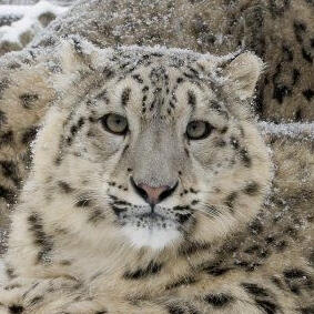snow leopard