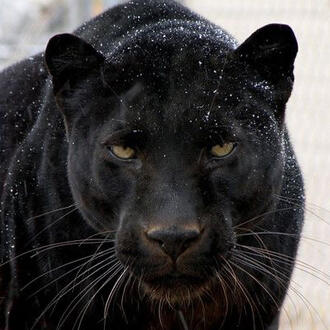 black panther
