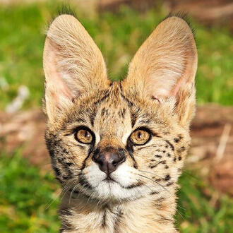 serval