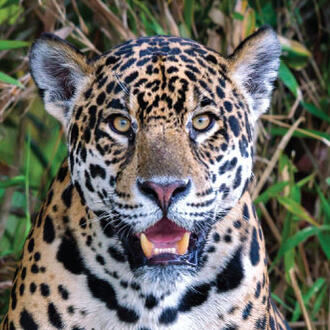jaguar