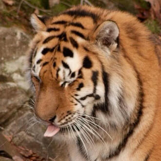 tiger