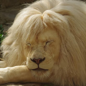 lion