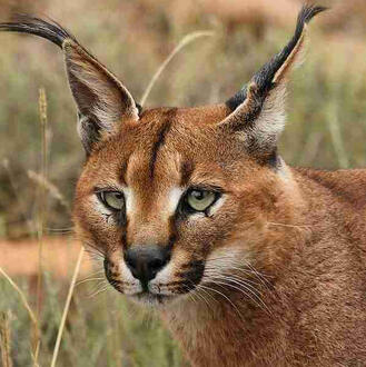 caracal